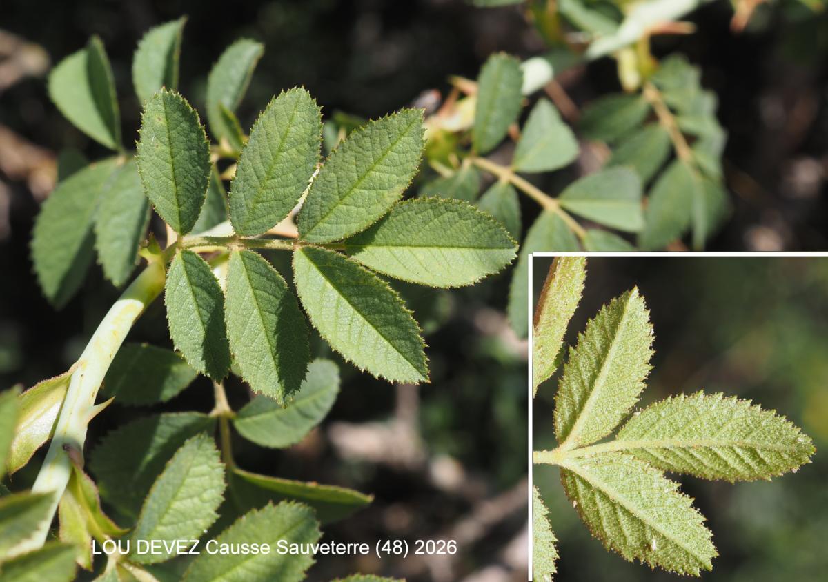 Rose,((inodorous) leaf
